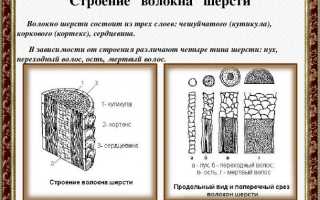Технология производства шерсти овец (стр. 2 из 7)